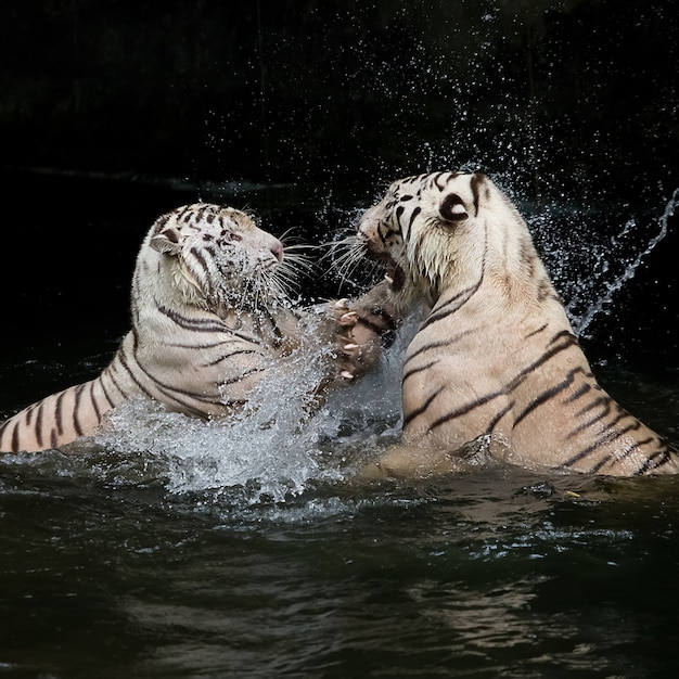 Kampf des weißen Tigers im Wasser.