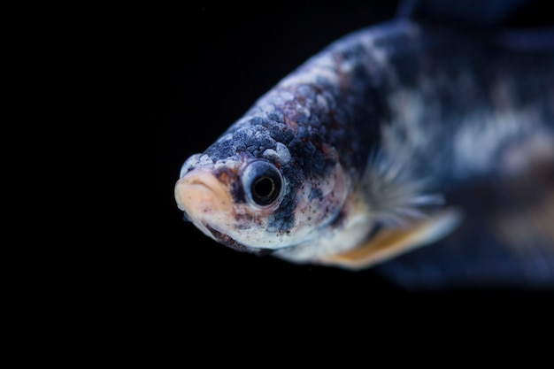 Kampf gegen Fische (Betta splendens) Fische mit einem schönen