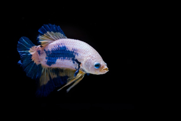 Kampf gegen Fische (Betta Splendens)