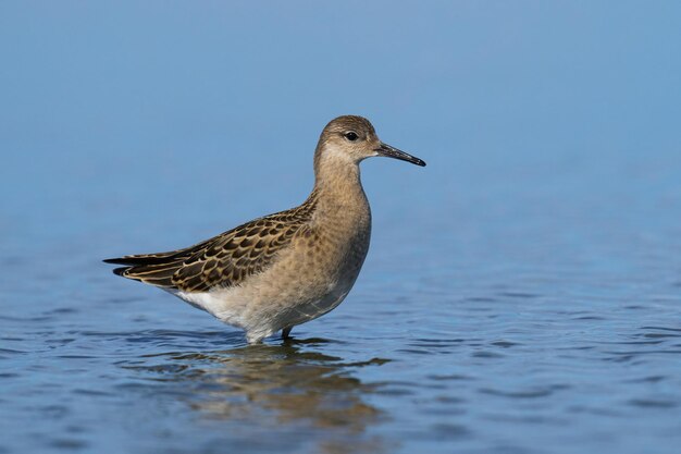 Kampfläufer Calidris pugnax