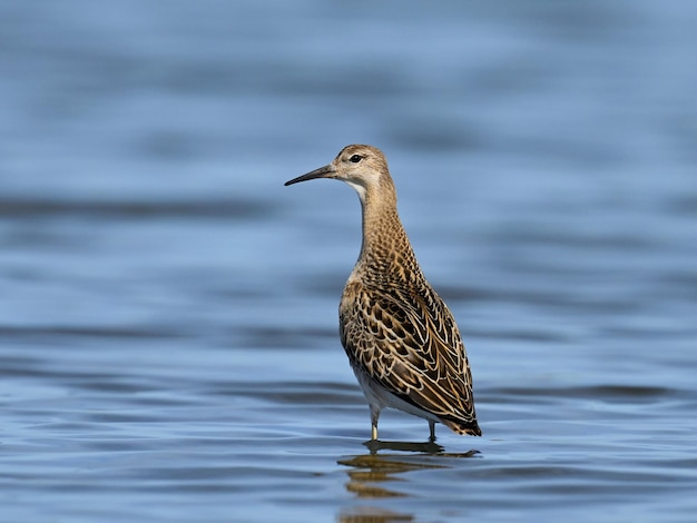 Kampfläufer Calidris pugnax