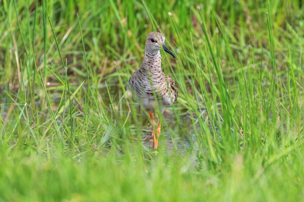 Kampfläufer im hohen Sumpfgras versteckt