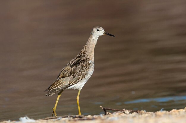 Kampfläufer Philomachus Pugnax Malaga Spanien