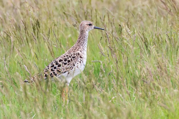 Kampfläufer-Vogel auf Grasland Philomachus pugnax Kampfläufer-Watvogel