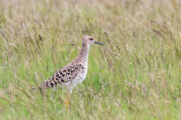 Kampfläufer-Vogel auf Grünland (Philomachus pugnax) Kampfläufer-Wadervogel