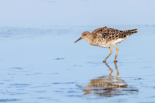 Kampfläufer Wasservogel (Philomachus pugnax) Kampfläufer im Wasser