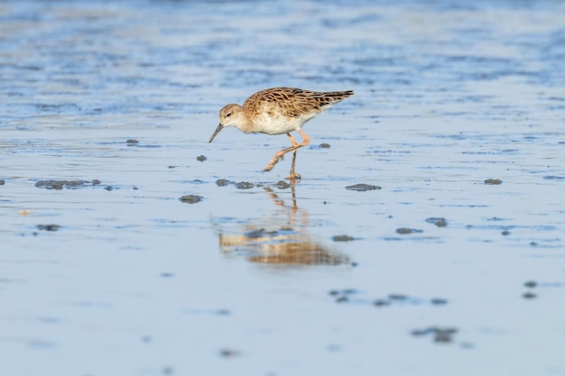 Kampfläufer Wasservogel (Philomachus pugnax) Kampfläufer im Wasser