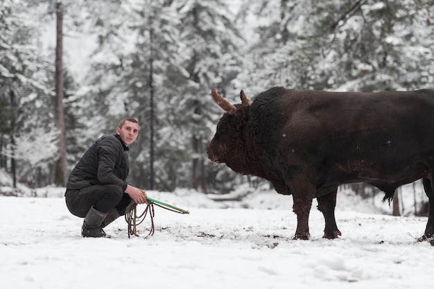 Kampfstier flüstert einem Mann zu, der an einem verschneiten Wintertag auf einer Waldwiese einen Stier trainiert und vorbereitet