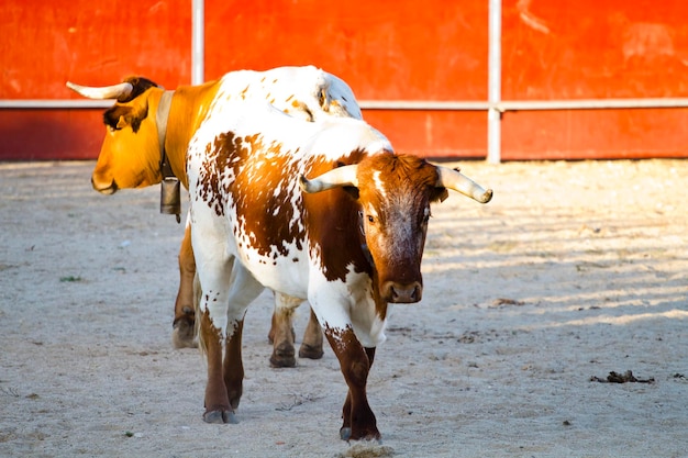 Kampfstierbild aus Spanien. Brauner Stier