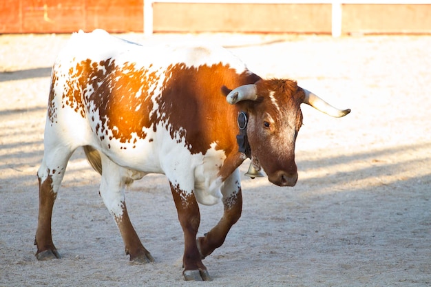 Kampfstierbild aus Spanien. Brauner Stier