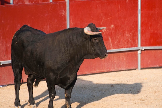 Kampfstierbild aus Spanien. Schwarzer Bulle