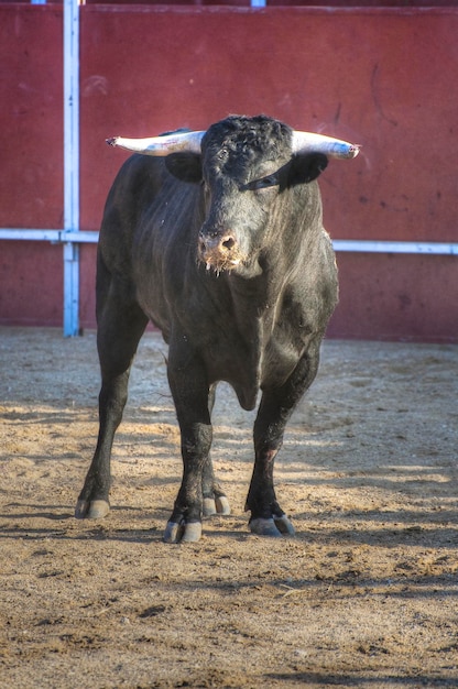 Kampfstierbild aus Spanien. Schwarzer Bulle