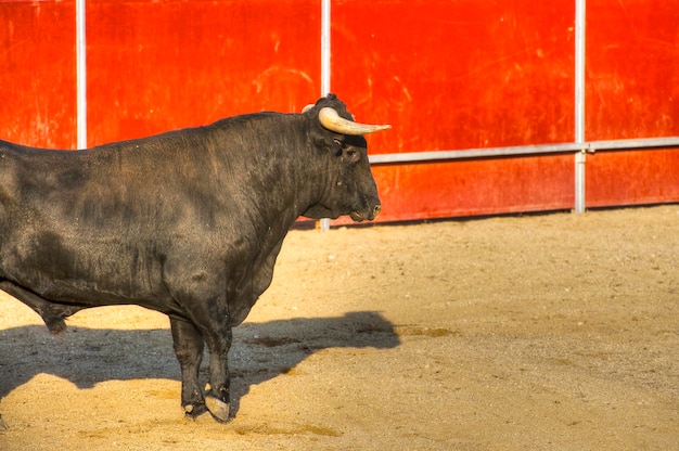 Kampfstierbild aus Spanien. Schwarzer Bulle