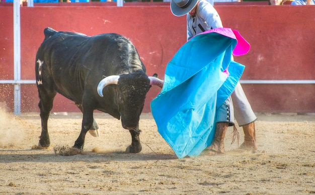 Kampfstierbild aus Spanien. Schwarzer Bulle