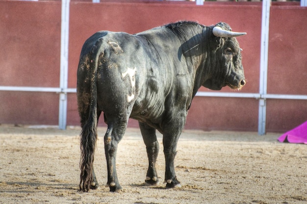 Kampfstierbild aus Spanien. Schwarzer Bulle