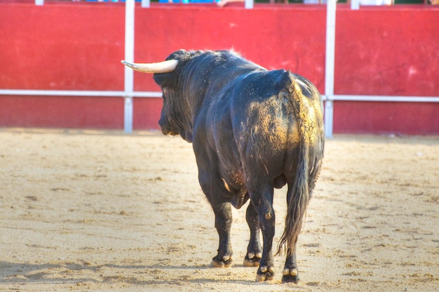 Kampfstierbild aus Spanien. Schwarzer Bulle