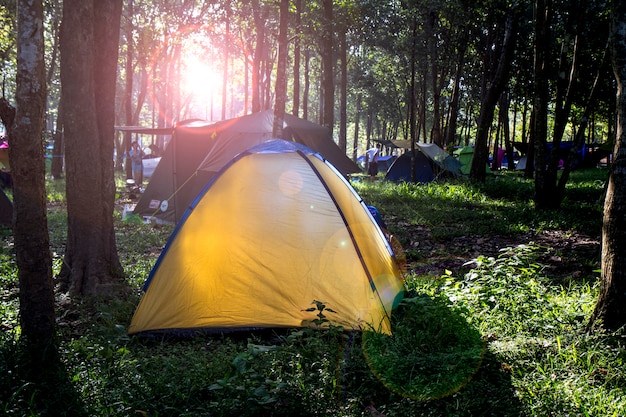 Kampieren im grünen Gras und im Wald mit Sonnenaufgang