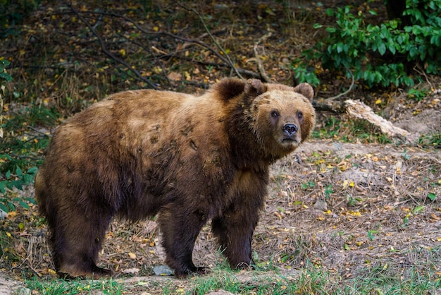 Kamtschatka-Braunbär im Wald Ursus arctos beringianus