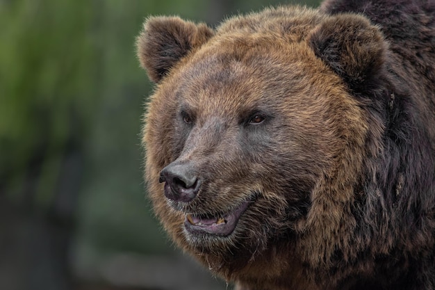 Kamtschatka-Braunbär