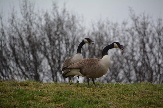 Kanada-Gänse auf dem Feld gegen nackte Bäume