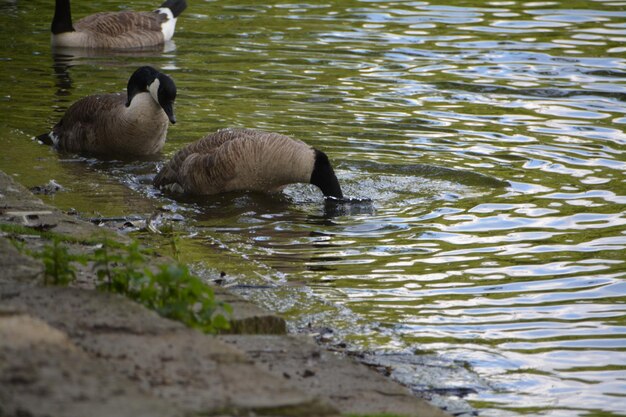 Kanada-Gänse schwimmen im See