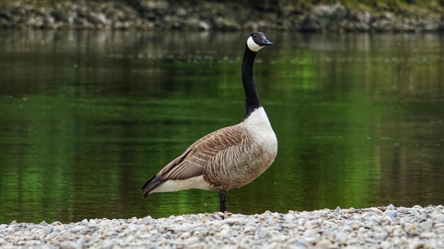 Foto kanada-gans auf der donau