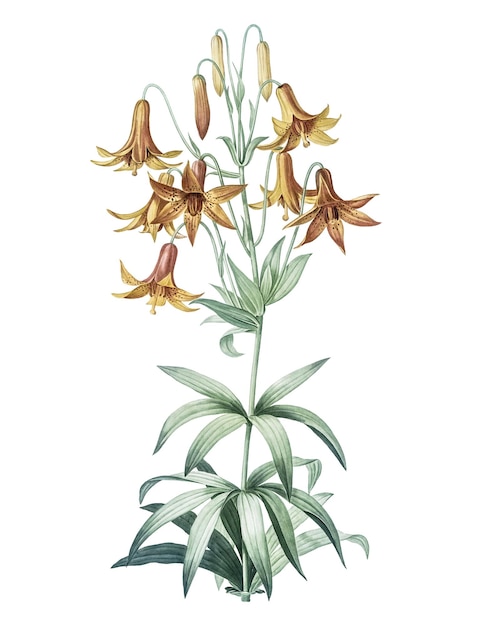 Kanada Lilien png Aufkleber Vintage botanische Illustration durchsichtiger Hintergrund