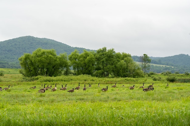 Kanadagänse in einem Feld