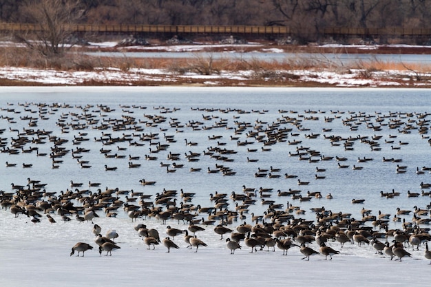 Kanadagänse Migration im Barr Lake State Park, Colorado.