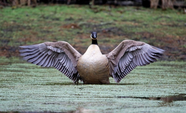 Kanadagans, das seine Flügel auf dem See ausdehnt