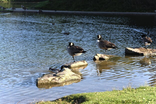 Kanadagans im See an einem warmen Sommertag