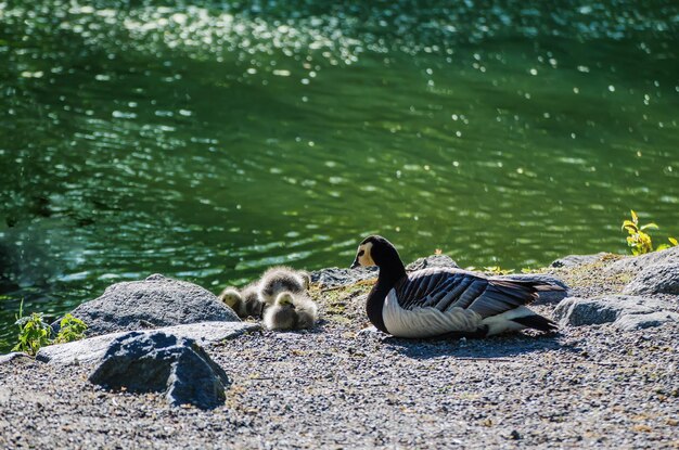 Kanadagansvogel