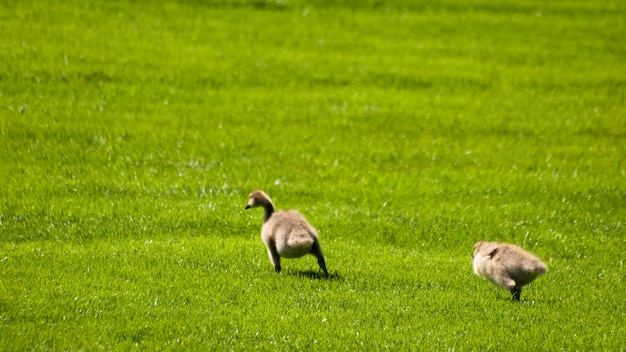 Kanadische Gänse auf grünem Gras.