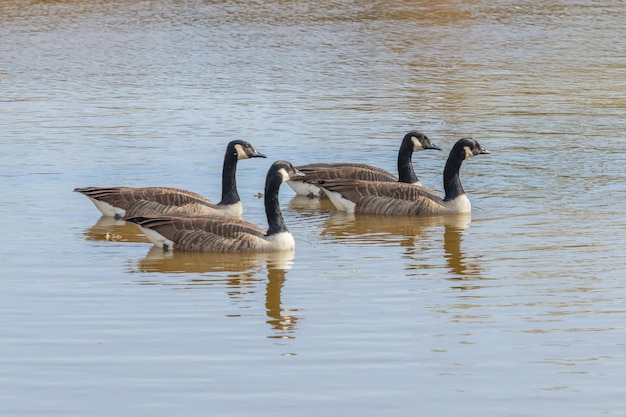 Kanadische Gänse im Seeherbst (Branta canadensis)