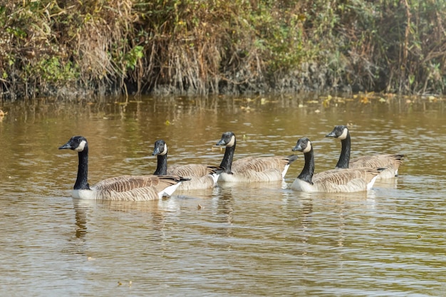 Kanadische Gänse im Seeherbst (Branta canadensis)