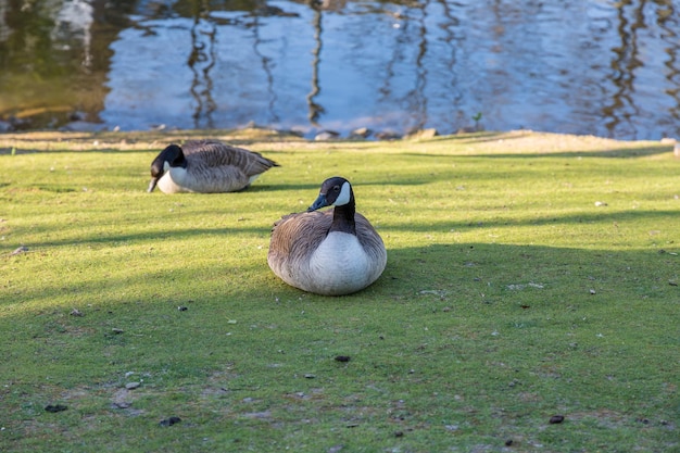 Foto kanadische gans auf dem feld