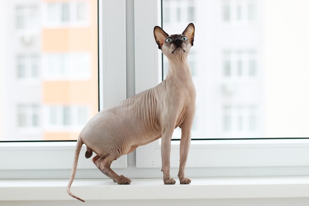 Kanadische kahle Katze reinrassiges sphynx faltiges Haustier ohne Fell