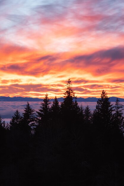 Kanadische Naturansicht von immergrünen Bäumen auf einem Berg über den Wolken