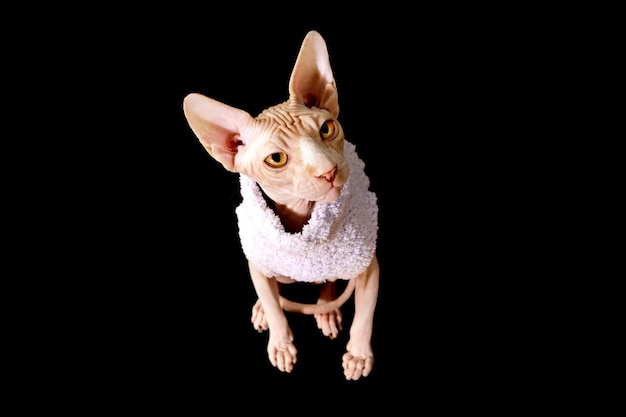 Kanadische sphynx der katzenrasse im purpurroten pullover lokalisiert auf schwarz