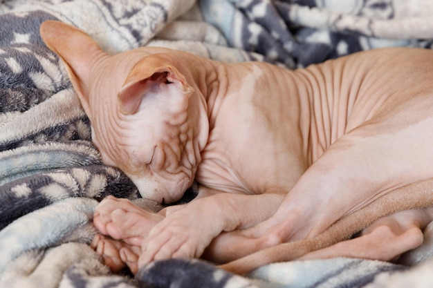 Kanadische sphynx der katzenrasse schläft auf einer kahlköpfigen katze