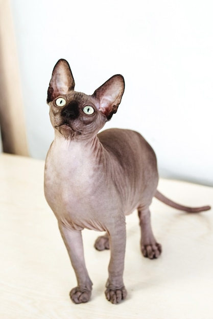 Kanadische Sphynx in voller Länge mit grünen Augen. Haarlose hypoallergene Katze.