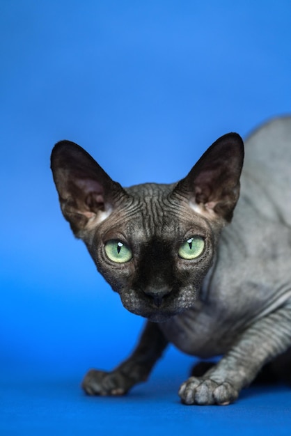 Kanadische Sphynx-Nahaufnahmeporträt der haarlosen weiblichen Katze auf blauem Hintergrund