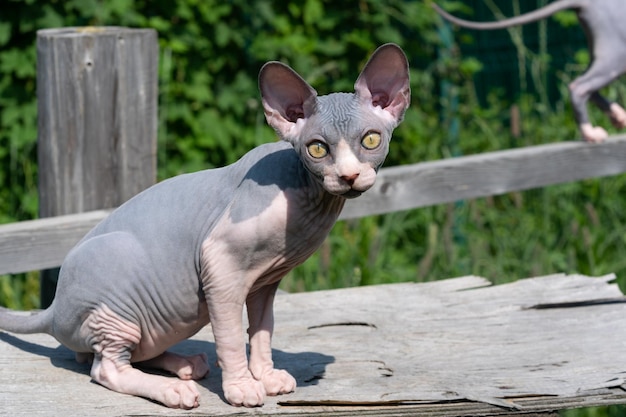 Kanadisches Sphynx-Kätzchen der Farbe Blau und Weiß, das an sonnigen Sommertagen auf Brettern im Freien sitzt