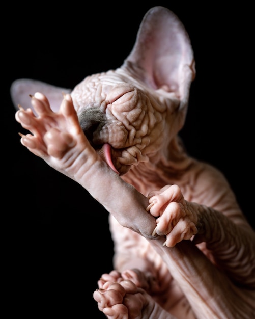 Kanadisches Sphynx-Kätzchen leckt seine ausgestreckte Hinterpfote mit seiner Zunge auf schwarzem Hintergrund