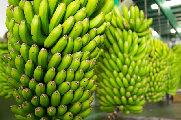 Kanarische Banane Platano auf La Palma