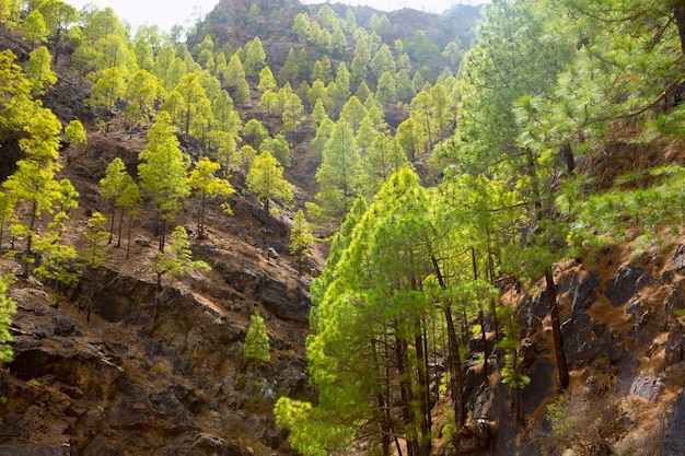 Kanarische Kieferberge Gran Canarias