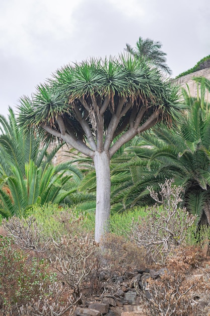 Kanarischer Drachenbaum Dracaena draco, umgeben von Palmwedeln und trockener Vegetation