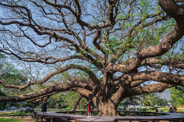 Kanchanaburithailand1612022unbekannte Menschen Giant Monkey Pod Tree Kanchanaburi ThailandÜber 100 Jahre alt Giant Monkey Pod Tree