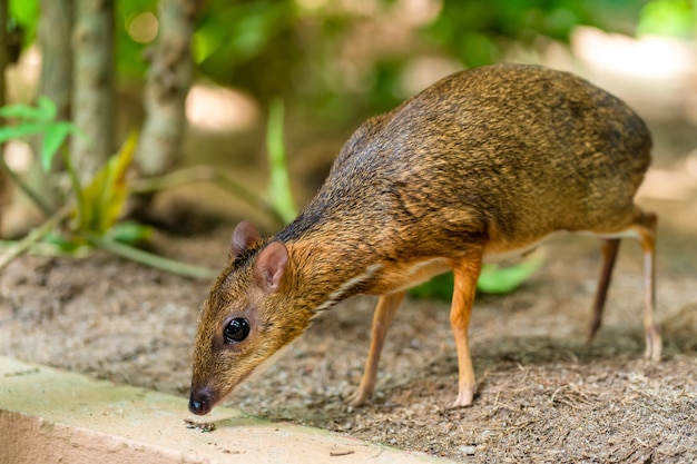 Kanchil es un ciervo bebé increíblemente lindo de los trópicos. El ciervo ratón es uno de los animales más inusuales. Ratón de pezuña hendida.