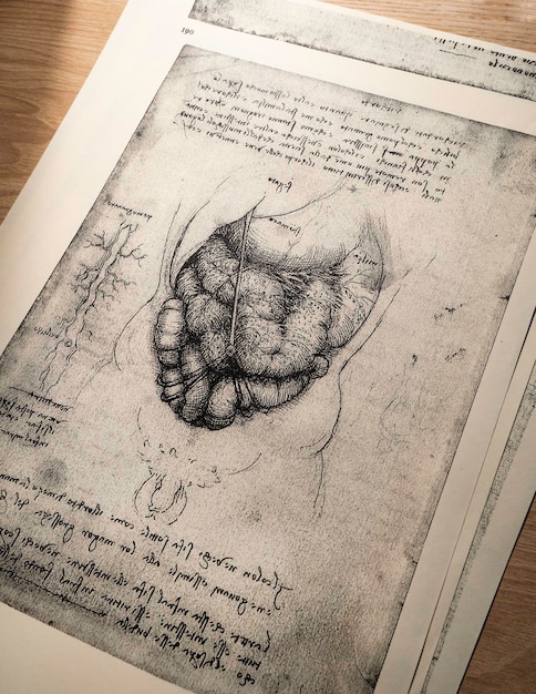 Kandy, Sri Lanka - 17 de fevereiro de 2021: arte de anatomia do século 14 por Leonardo Da Vinci na exposição médica de Kandy